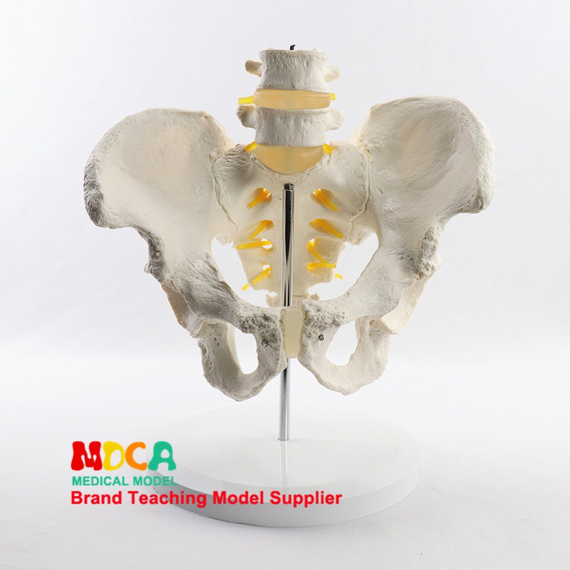 Simulation of lumbar vertebrae pelvic belt two lumbar models spine ...