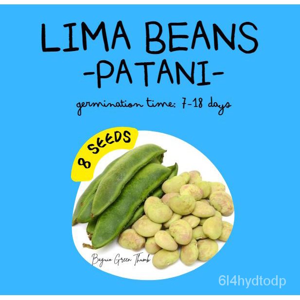 Seeds PATANI / Lima Beans / butter bean seeds Parsley Shopee Philippines