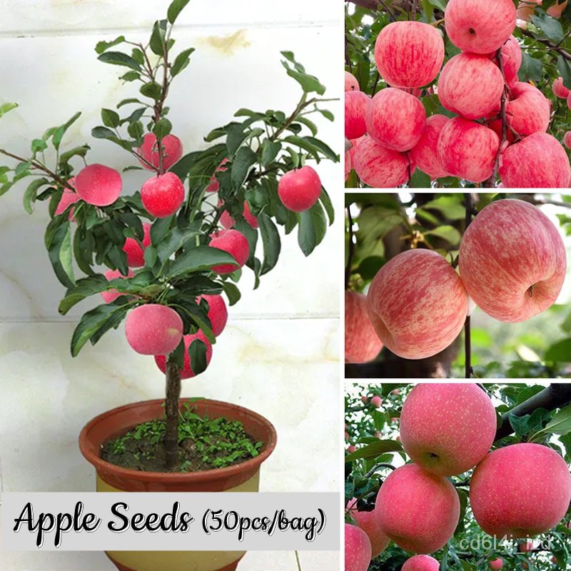 Sweet Apple Seeds (50seeds/pack) Rare Fruit Seeds for Planting High