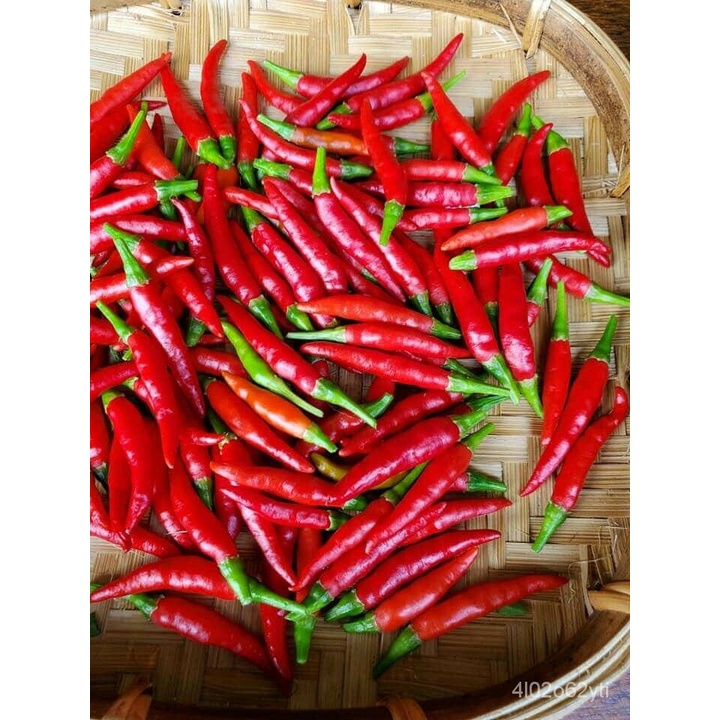 ☁♧Guaranteed germination rate 25+ SEEDS Thai red chili or piri piri 100