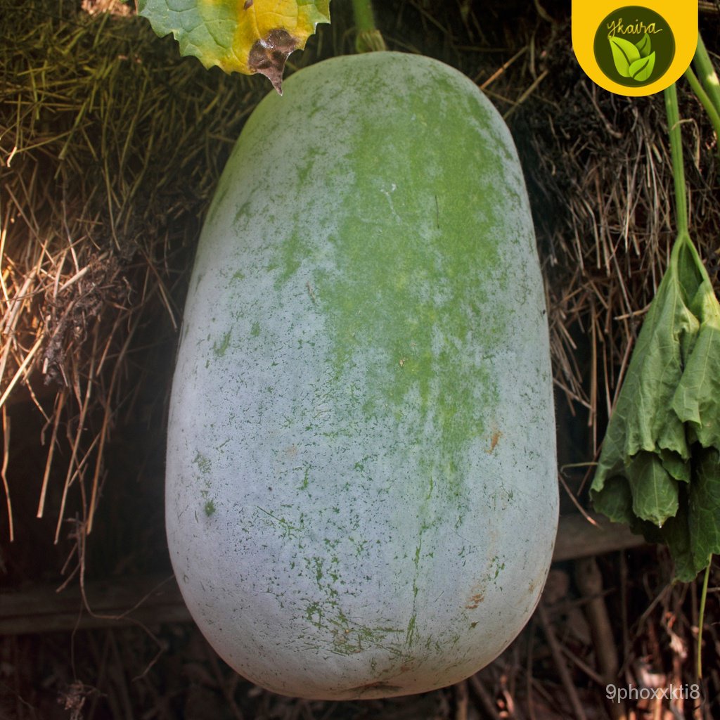 50 seeds condol kundol wintermelon binhi pantanim vegetable ICCV ...