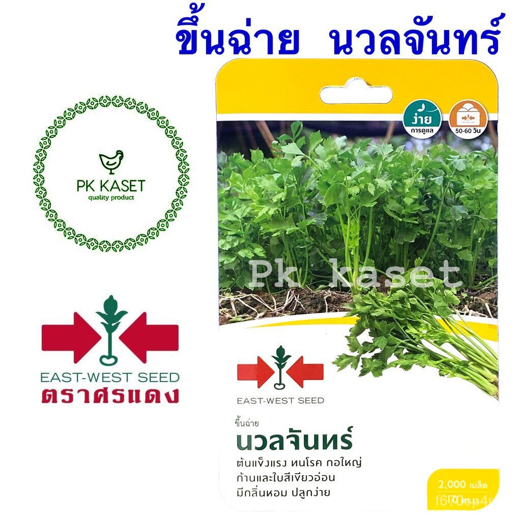 Nuanchan seed, red arrow, sachets, 2,000 vegetable seeds, Garden