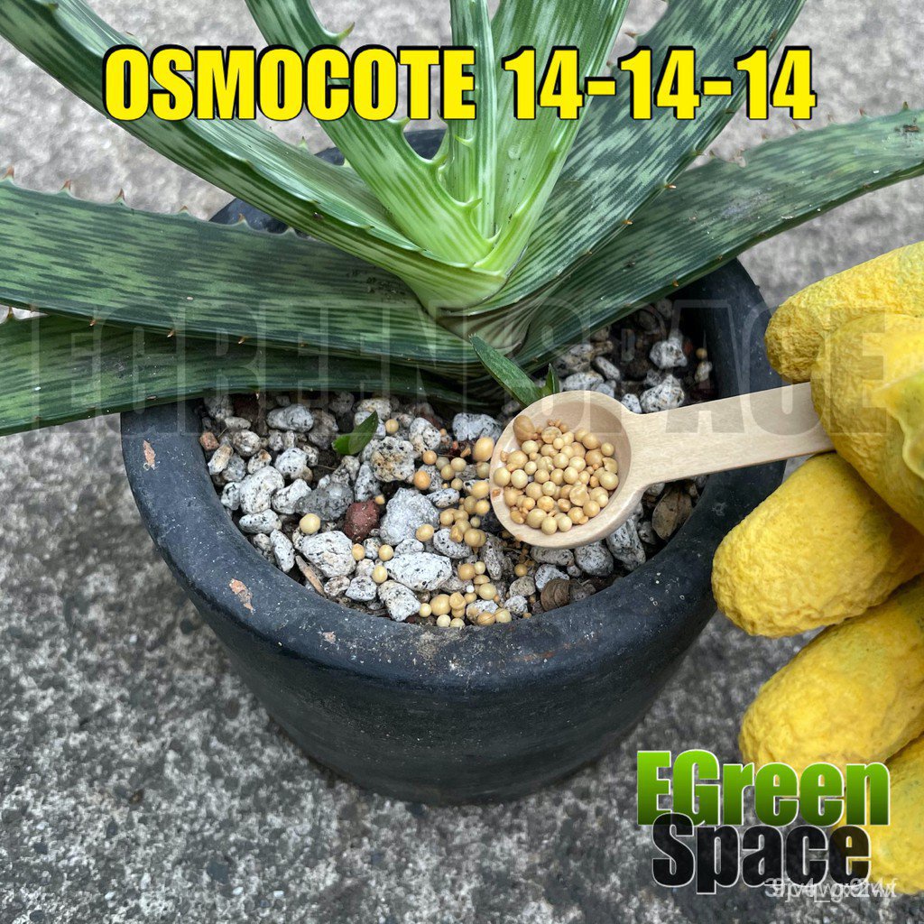 Osmocote for cactus and succulents 25g (Japan, not local)seeds gcbh2023