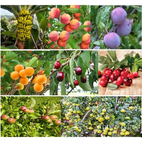 Seeds 25 x mixed fruit tree seeds. Pot luck from 8 different varieties
