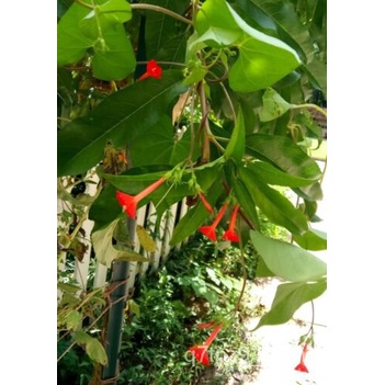 25 Rare Red Small Morning Light(Ipomoea rubriflora)Seed,American ...