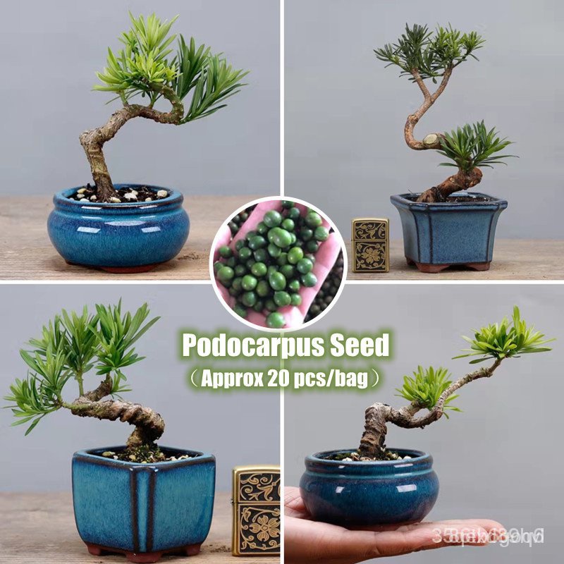 20 grains/pack mixed variety Podocarpus macrophyllus seeds indoor tree