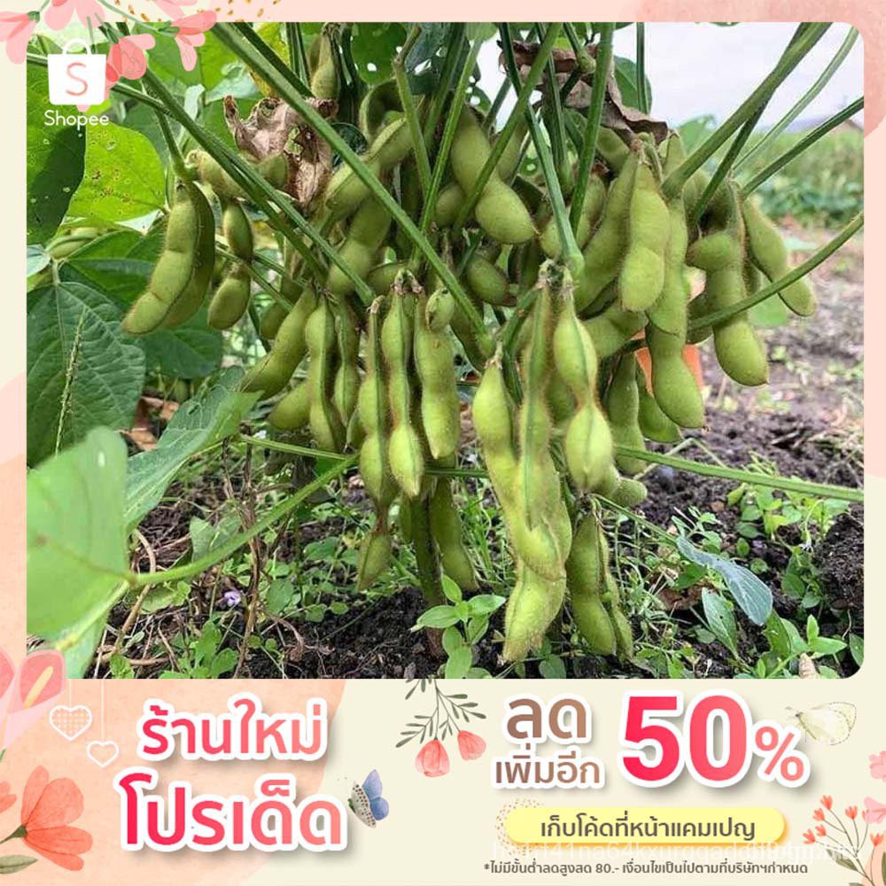 2022 Japanese edamame seeds 100 o3le seeds Shopee Philippines