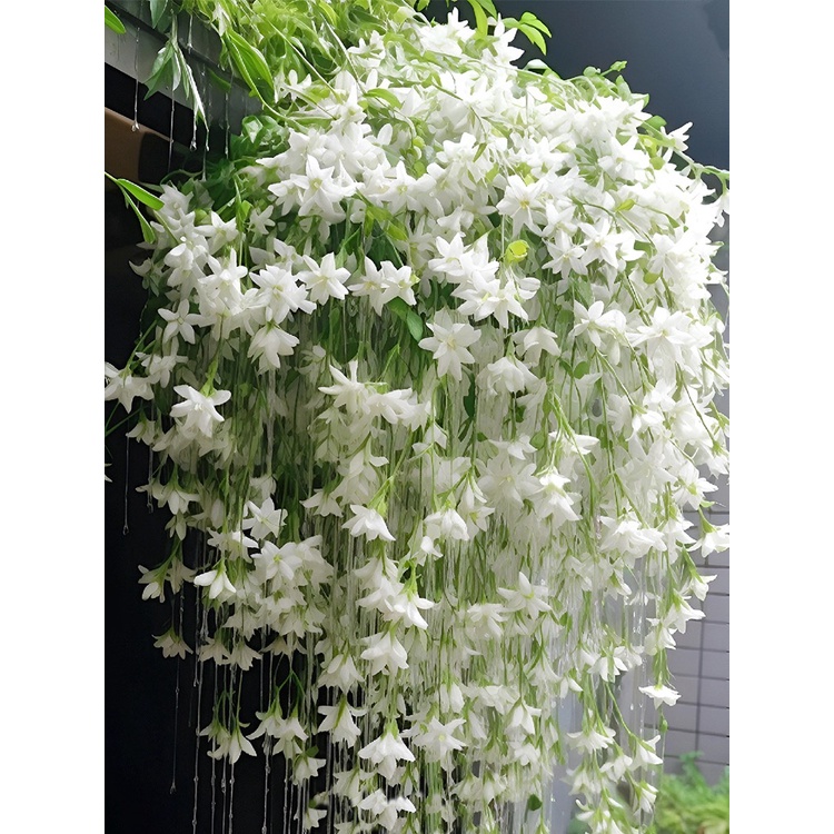 Hanging silk jasmine seed climbing vine plant easy to live four seasons