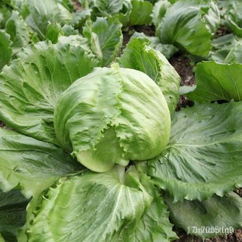 Singapore ReadyMade Inventory of High Quality Lettuce Seeds100Piece