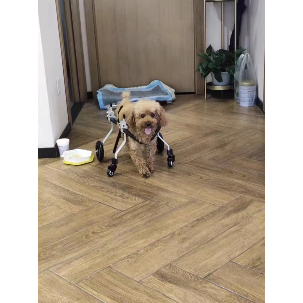 Old dog paralysis wheelchair general weakness front leg disability