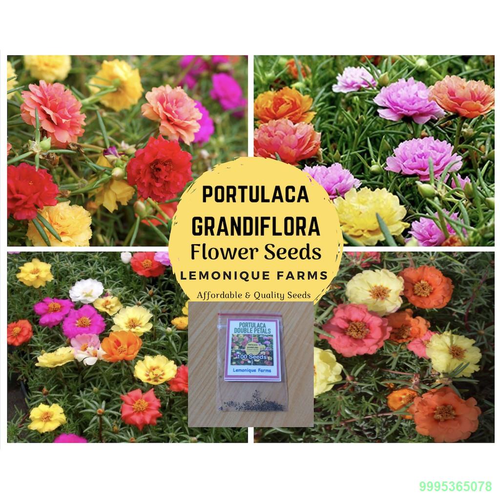Portulaca Seeds | Moss rose plants seeds | Moss Rose Flower Seeds ...