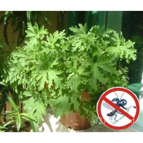 Seeds Citronella Plant Seed Mozzie Buster Plant Mosquito Repellent