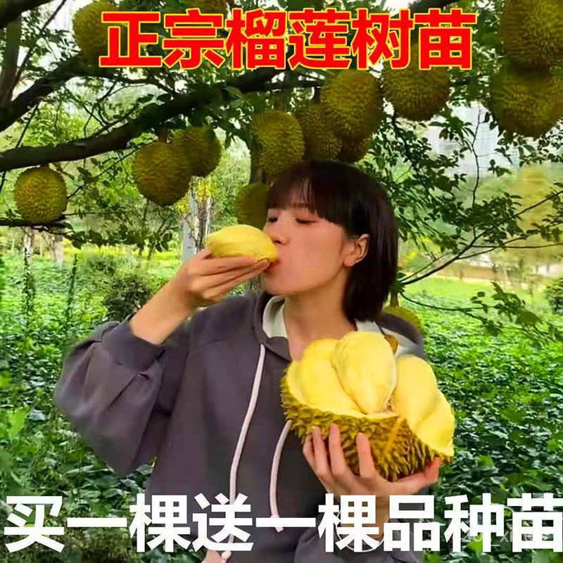 ¤Durian seedlings grafted in the south and north planted fruit tree