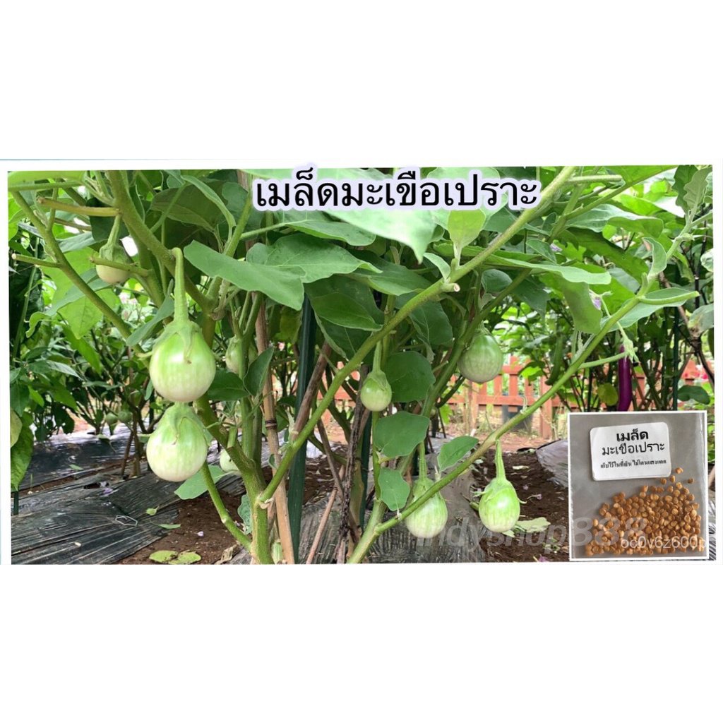 Seeds, eggplant seeds, brittle seeds, 100 seeds, Price 9 baht (10 get 1