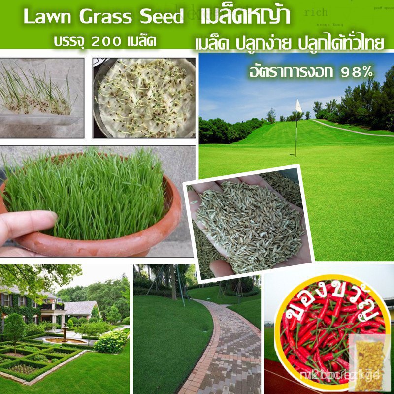 100 grass seeds, 200 grass seeds, lawn grass seeds, garden grass