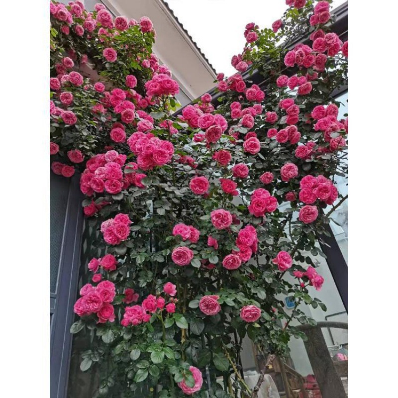 Mix Color Climbing Rose Seeds Flower Garden Climbing Plant | Shopee ...