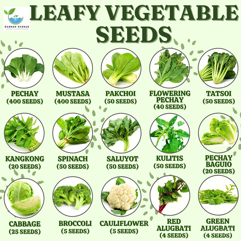 LEAFY VEGETABLE SEEDS! (Pechay, Mustasa, Pakchoi, Pechay Baguio ...