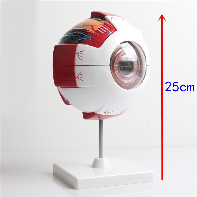enlarged eye model eye enlargement anatomy model educational teaching ...
