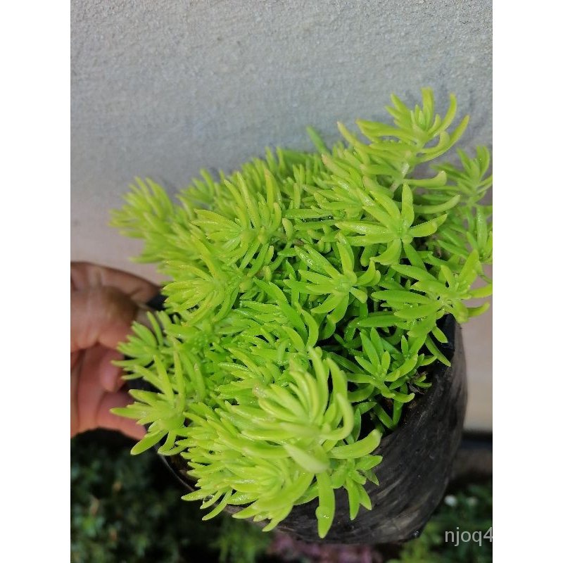 2023real life indoor plants for sale Shopee Philippines
