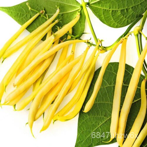 Butter Beans (Cherokee Wax Bean) X 10 Vegetable seeds Organic Heirloom ...