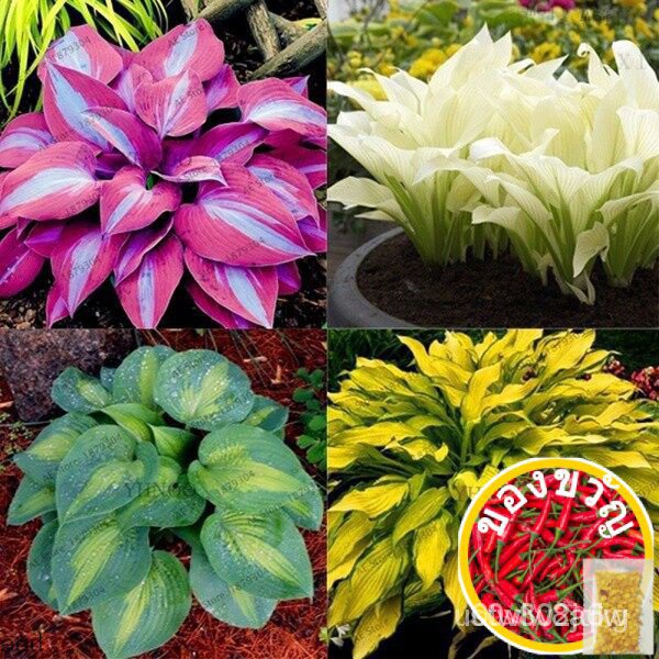 50 seeds Hosta plantaginea seeds rare color bonsai seeds beautiful