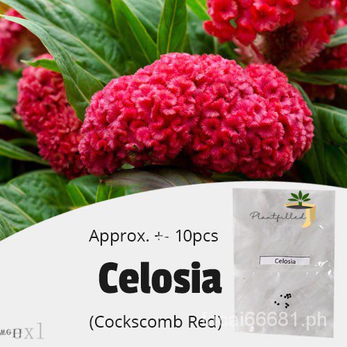 [Plant Filling] Celosia Red Cock Seed |-10 Seeds/Seeds/Fresh Underwear ...