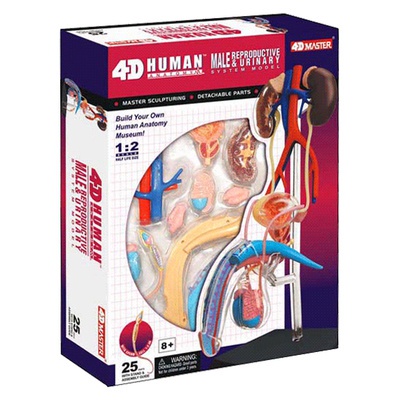 Human body anatomy model male reproductive urinary system model ...