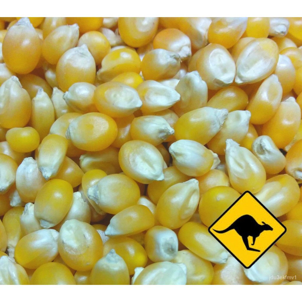 High quality popcorn seeds 150 fast and easy to grow popping corn seeds