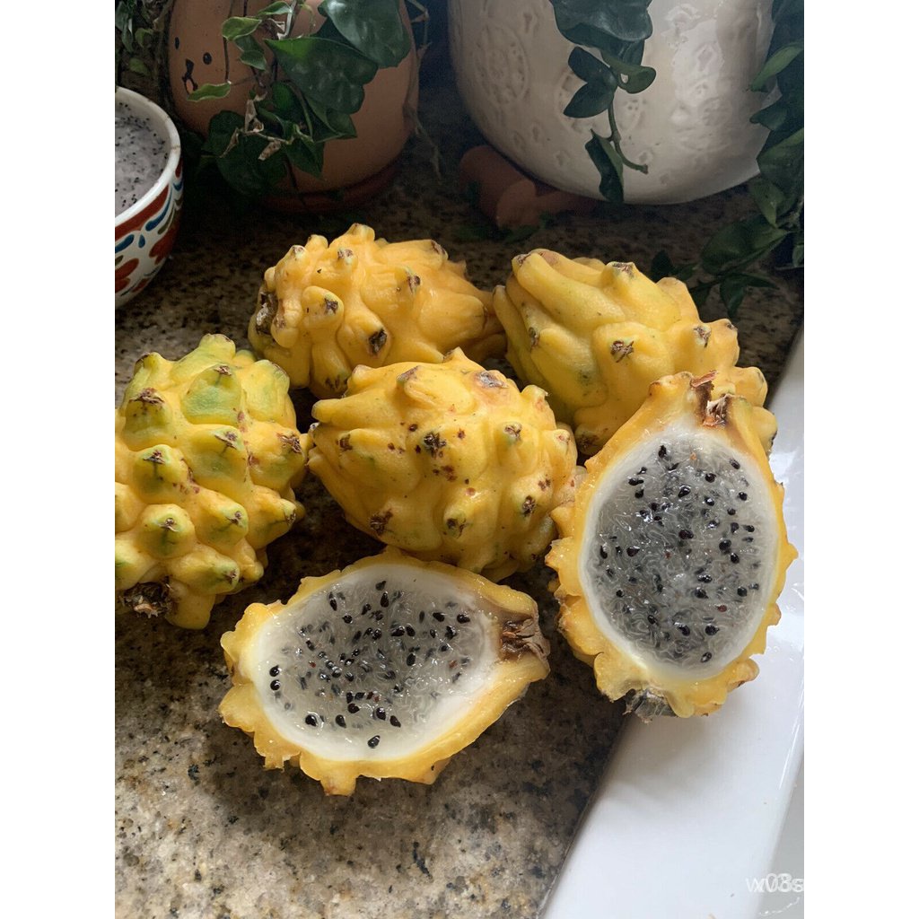 202310PCs golden dragon fruit seeds Shopee Philippines