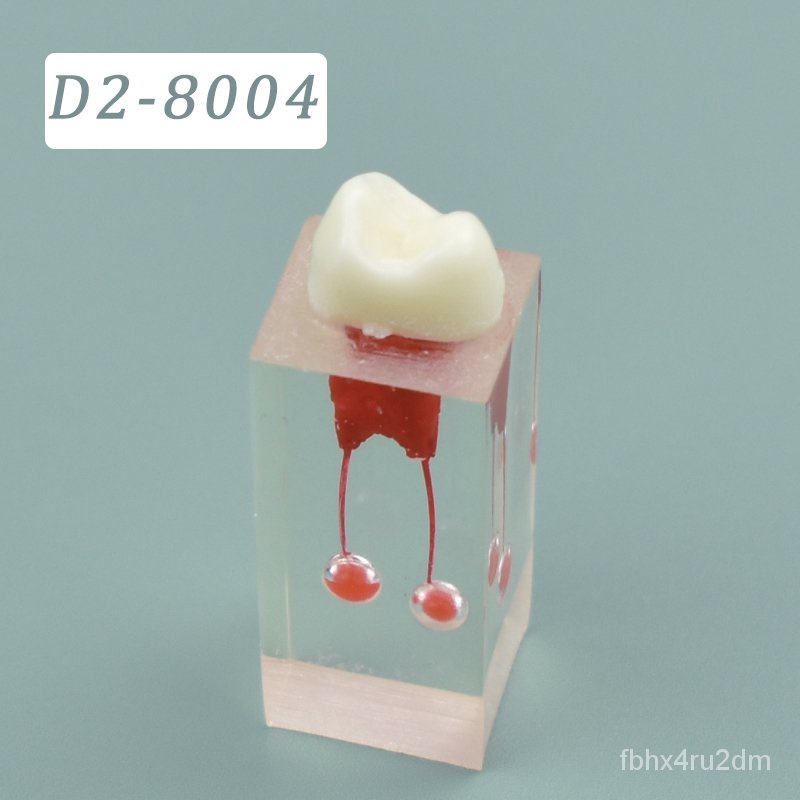 Dental Model Endodontic Root Canal Block Practice Teeth Pulp Cavity