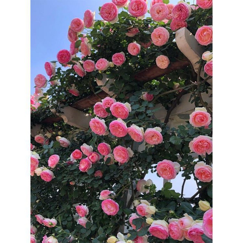 Elegant Climbing Rose Seeds for Vibrant Garden Transformations