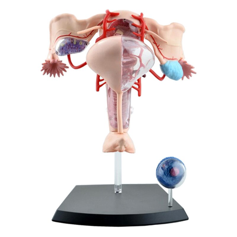 Sexual Female Organ Models Female Reproductive System 4d Human Body ...