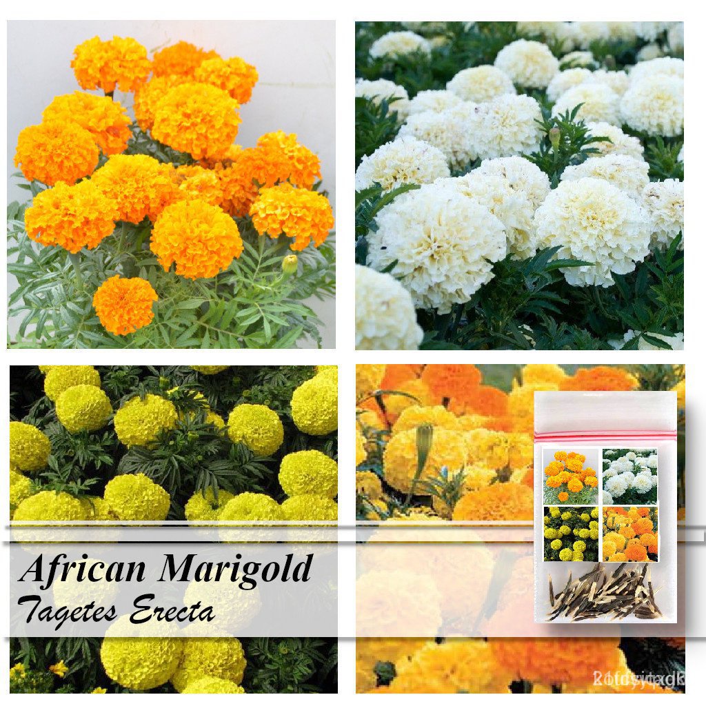 20 seeds (other names American Marigold, Mexican marigold) mixed seeds ...