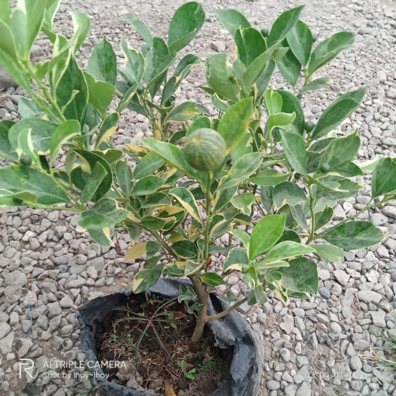 Mechanism Of Oxidation Reactions Catalyzed By Cytochrome P450 Enzymes | Chemical Reviews