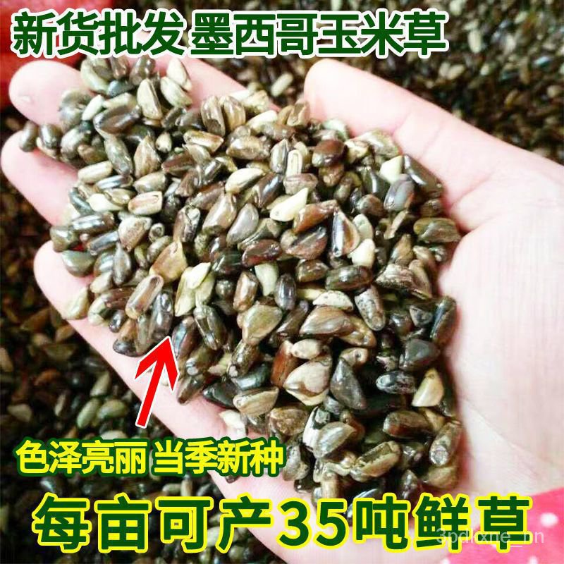 Regeneration Four Seasons Forage Grass Seed Seed Seed Cattle Perennial Corn Breeding Pig Grass