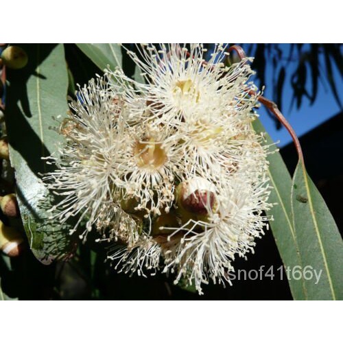 2023Corymbia citriodora EUCALYPTUS Lemon Scented Gum Seeds 30 Native