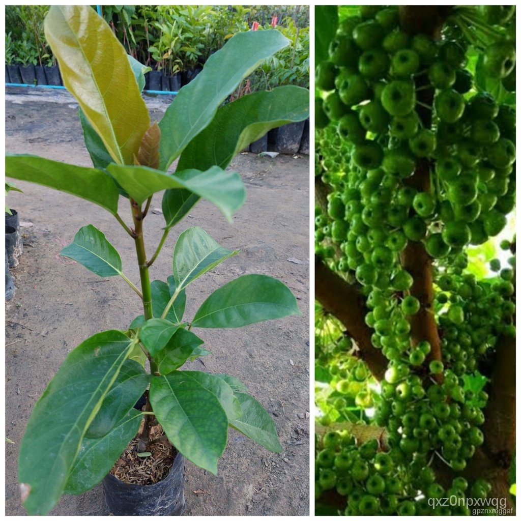 High quality seeds in Thailand, high quality seeds, Fig Tree, perennial