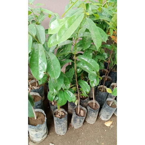 Live Plant Grafted Marcoted Guyabano Tree Guyabano Soursoup Graviola ...