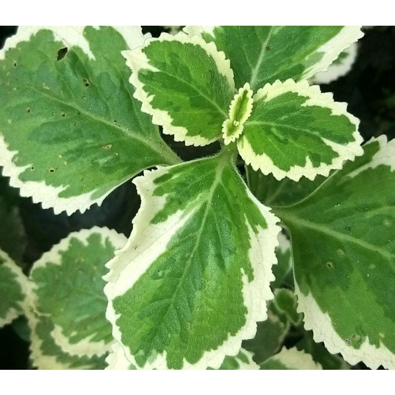 ☄variegated Cuban Oregano Plectranthus Amboinicus Variegatus Shopee