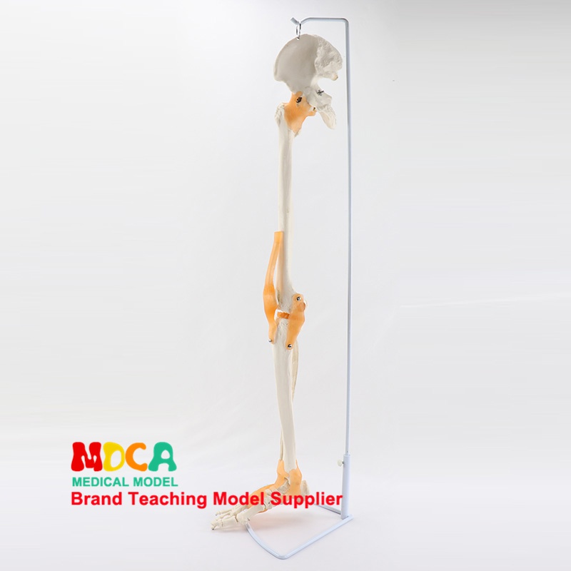 Bone and ligament ligaments, tibia, fibula and femur pelvis human ...