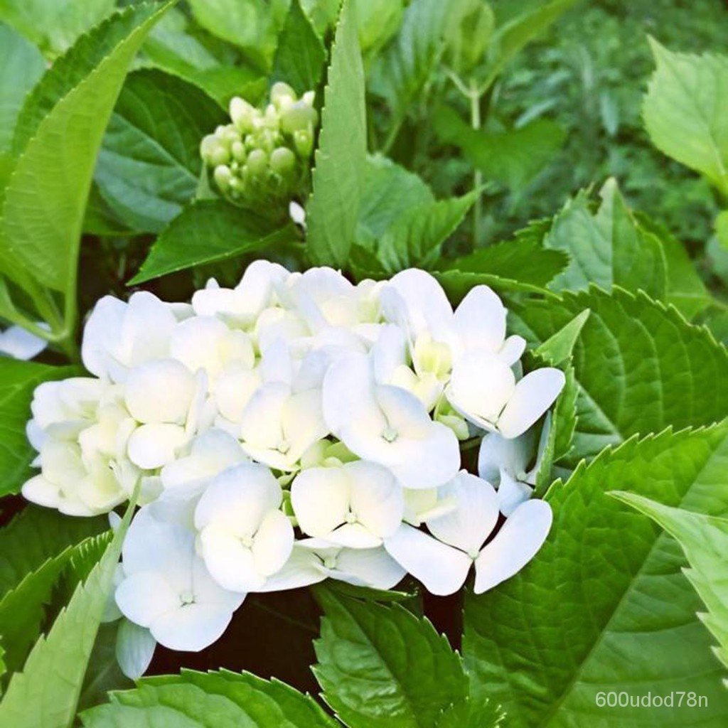 20 pcs/Pack Hydrangea Seed Bonsai Flower Seeds Hydrangea Perennial