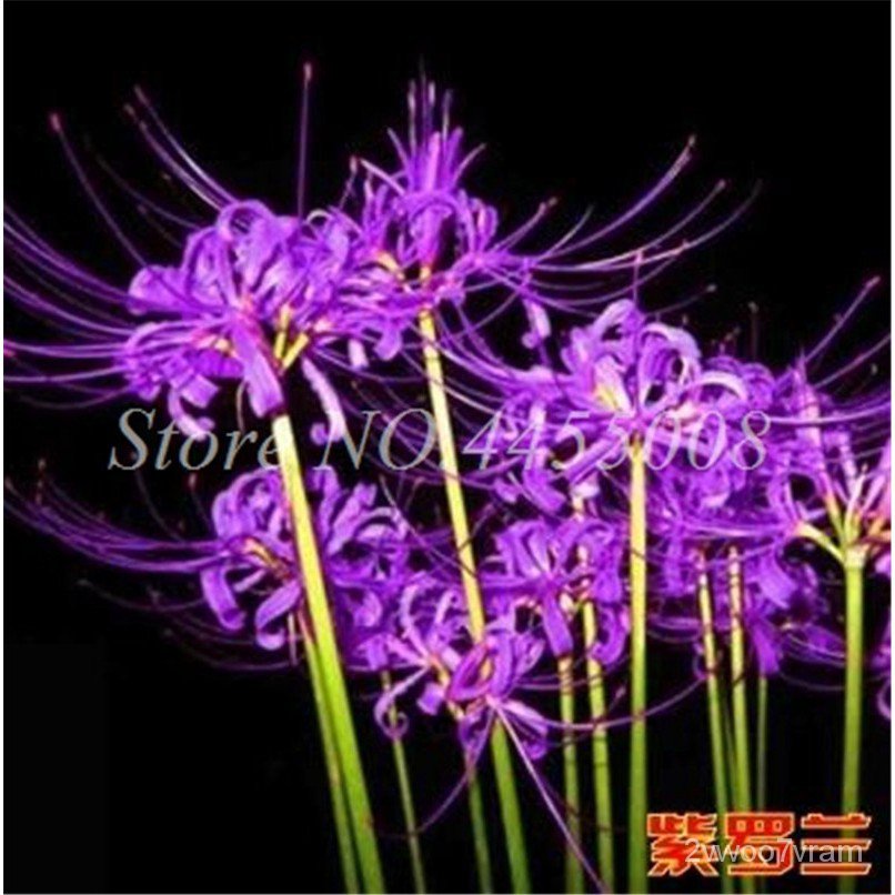 400 Pcs Seeds Exotic Lycoris Bonsai Flower Perennial Planting Potted