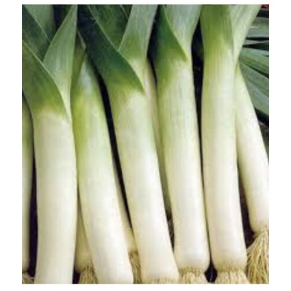 2023200 x LEEK Seeds | Shopee Philippines