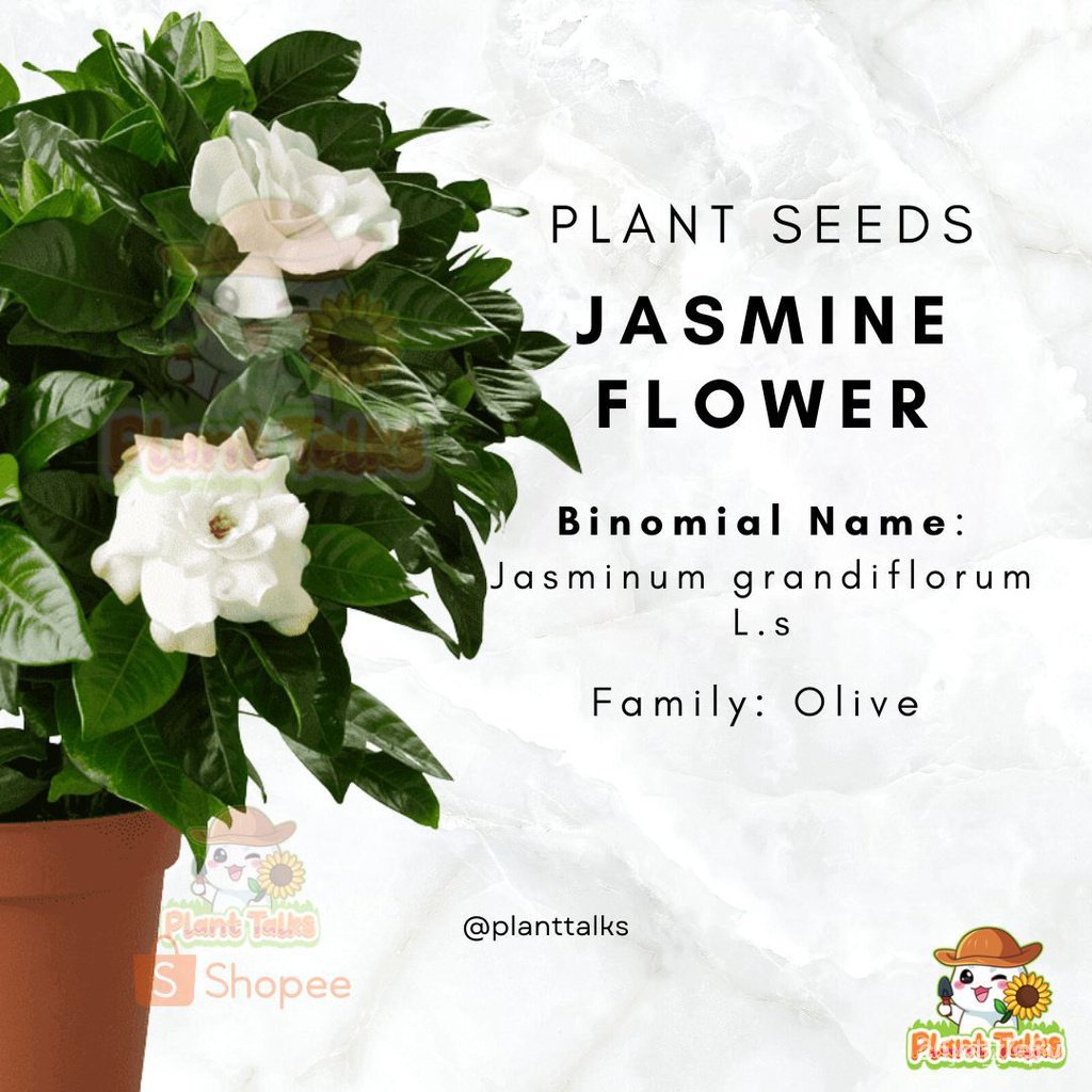 Jasmine Flower / Jasmine Plant Seeds / Vegetable / Flowers / Fruit
