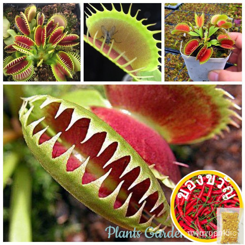 Venus flytrap flower seeds contains 30 seeds plump seeds 100, Thailand