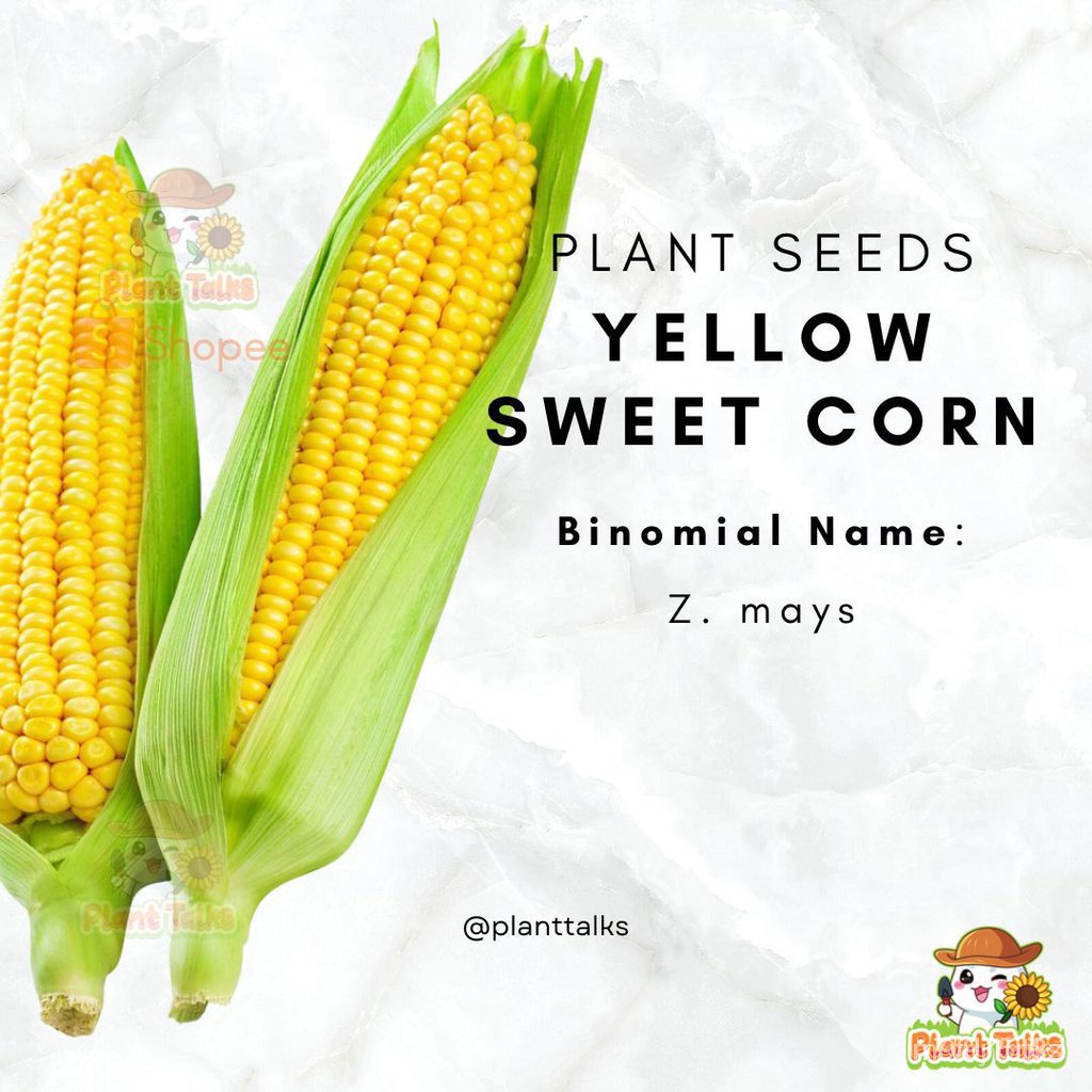 10 Yellow Sweet Corn Seed / Sweet Corn Seed / Corn Seed / Vegetable
