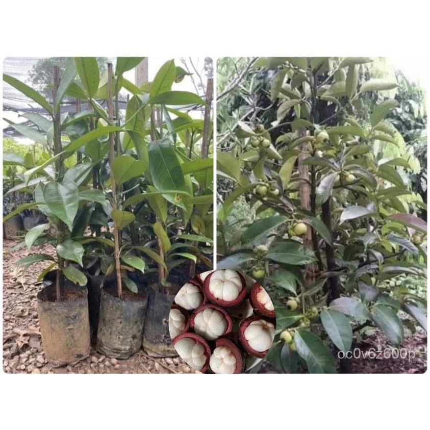 Seeds, mangosteen, mangosteen, mangosteen, 3 years, fast yield, easy ...