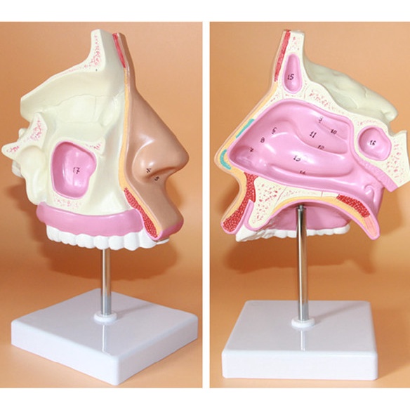 Ent Medical Model Nasal Anatomical Model Muzzle Nose Cavity Structure Model Human Model Shopee