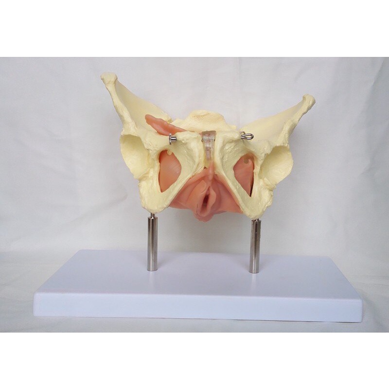 Pelvic Viscera Model Pelvic Uterus Model Female Reproductive System 