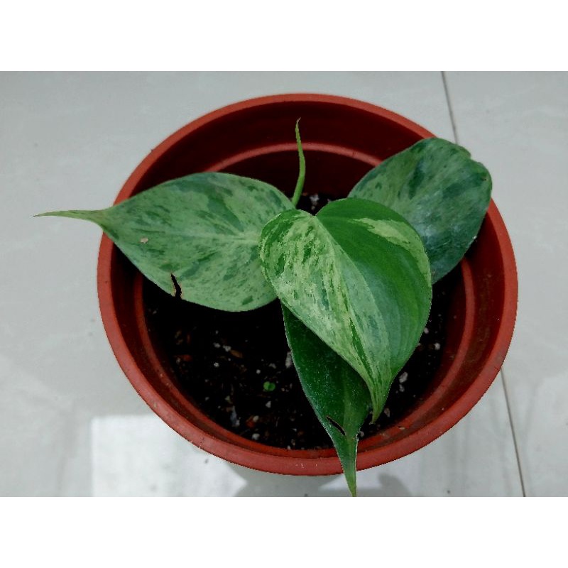Philodendron Hederaceum Var Oxycardium Variegata Variegated 